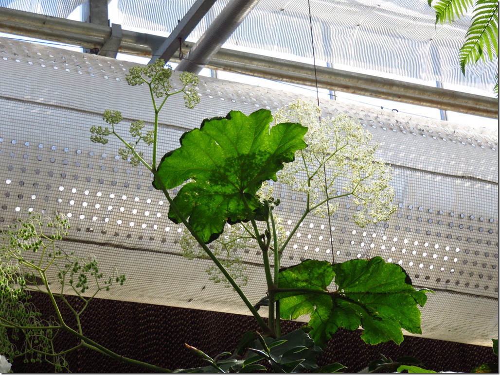 B. parviflora